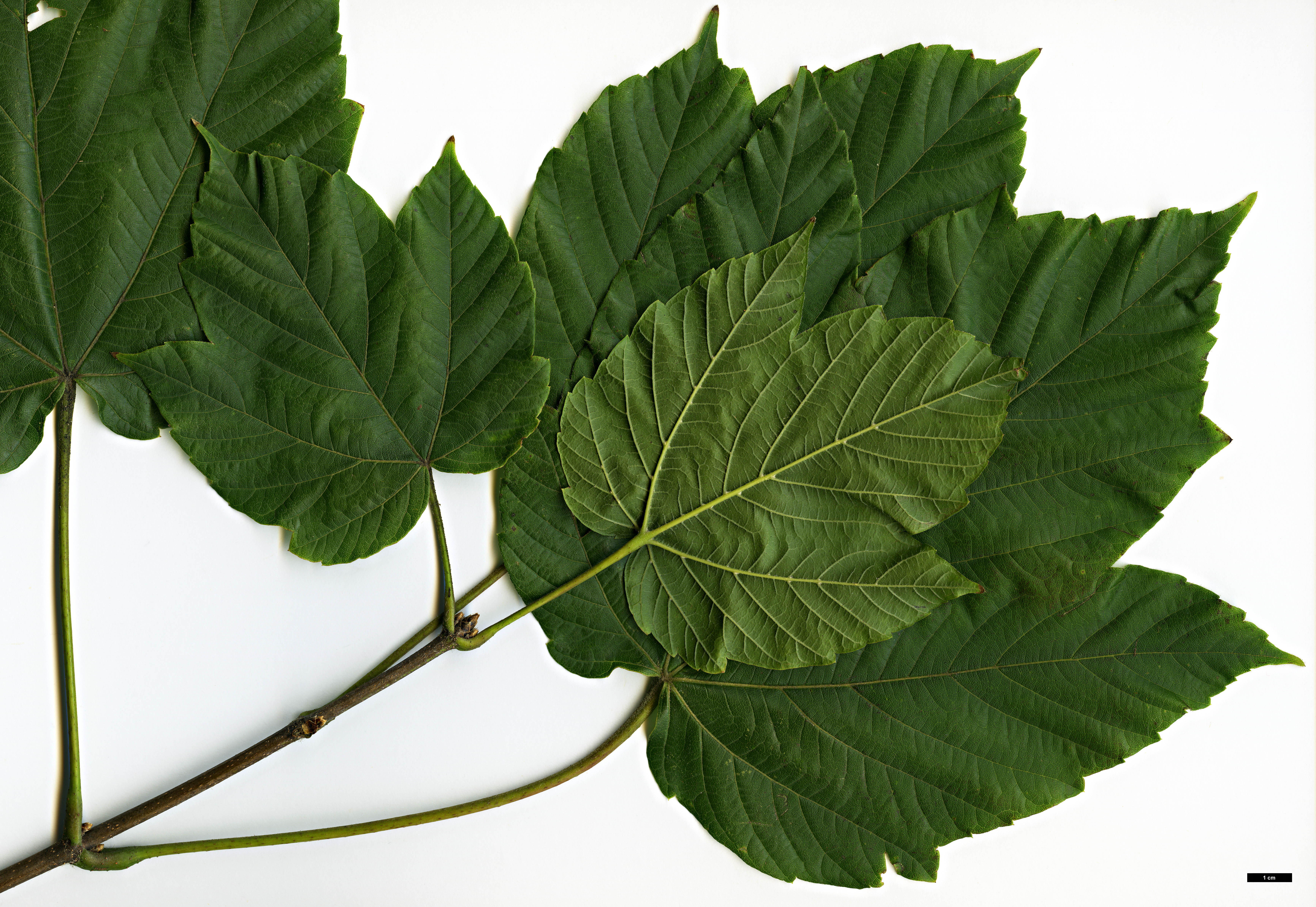 High resolution image: Family: Sapindaceae - Genus: Acer - Taxon: sterculiaceum - SpeciesSub: subsp. franchetii